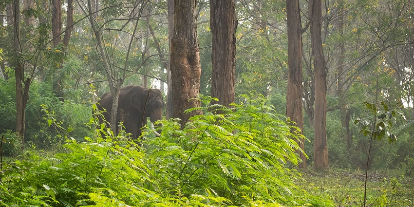 Spot elephants, local birds, small animals and more at a trek near these waterfalls