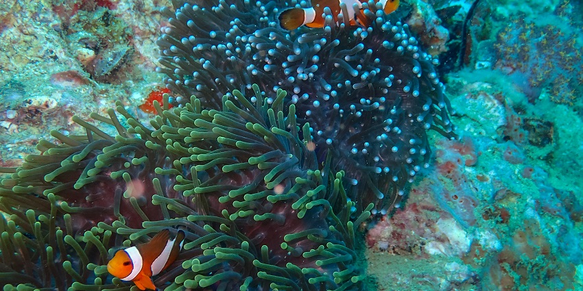 A picture of a coral reef taken while enjoying scuba diving in Phuket