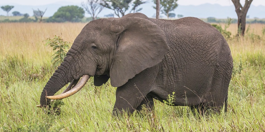 Side view of an adult African elephant standing in a grassy savanna setting.