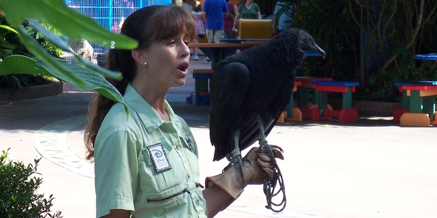 Enjoy the enchanting animal show during the jungle safari Singapore in Singapore Zoo