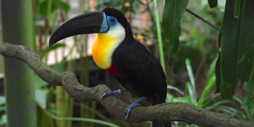 Snapshot of a beautiful bird sitting on the branch of a tree in Jungle safari Singapore
