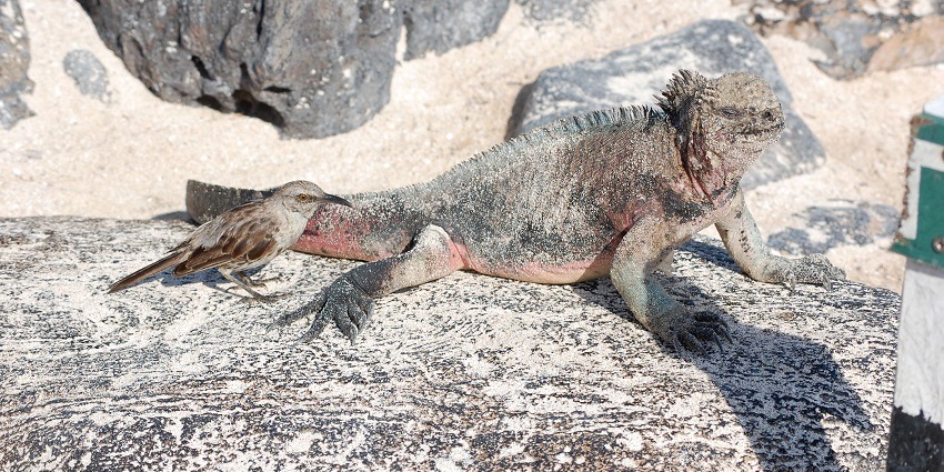 Animals in the Phi Phi Island National Park form the main attraction along with the supporting landscape.