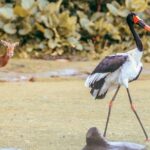 Antelope and saddle-billed stork standing together - Deepor Beel Wildlife Sanctuary.