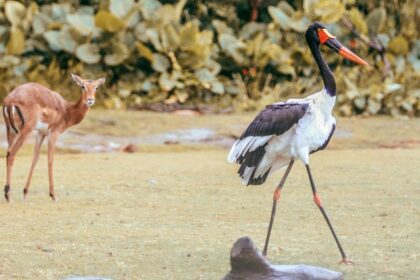 Antelope and saddle-billed stork standing together - Deepor Beel Wildlife Sanctuary.