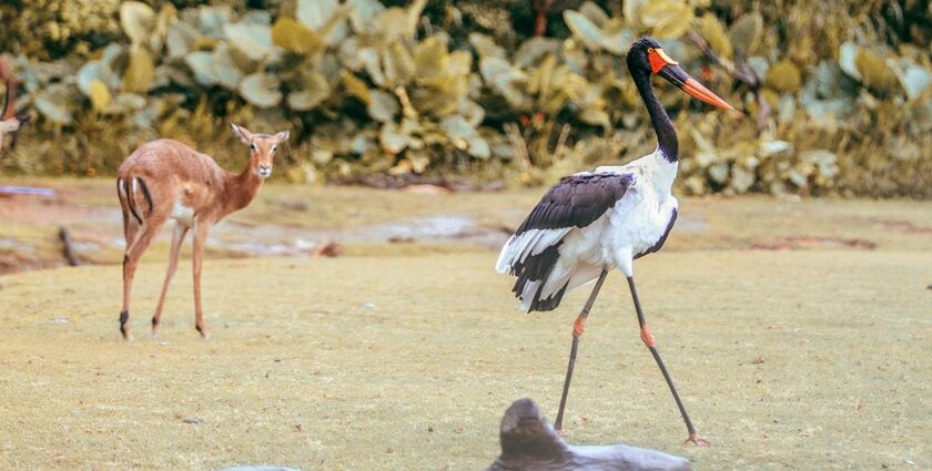 Antelope and saddle-billed stork standing together - Deepor Beel Wildlife Sanctuary.