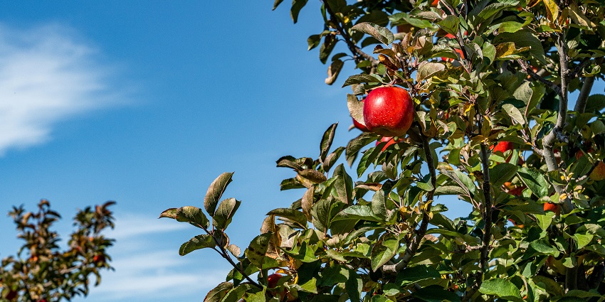 Things to do in Mashobra: Scenic views, lush green apple orchards & high mountain peaks