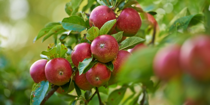 Enjoy a visit to the apple farms to pick apples in Pahalgam while visiting Betaab Valley