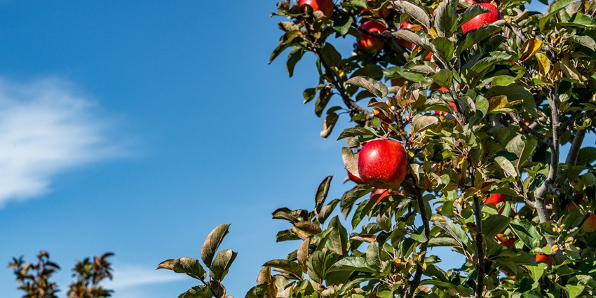 Explore the breathtaking apple orchards around Lolab Valley in Winter for a great time.