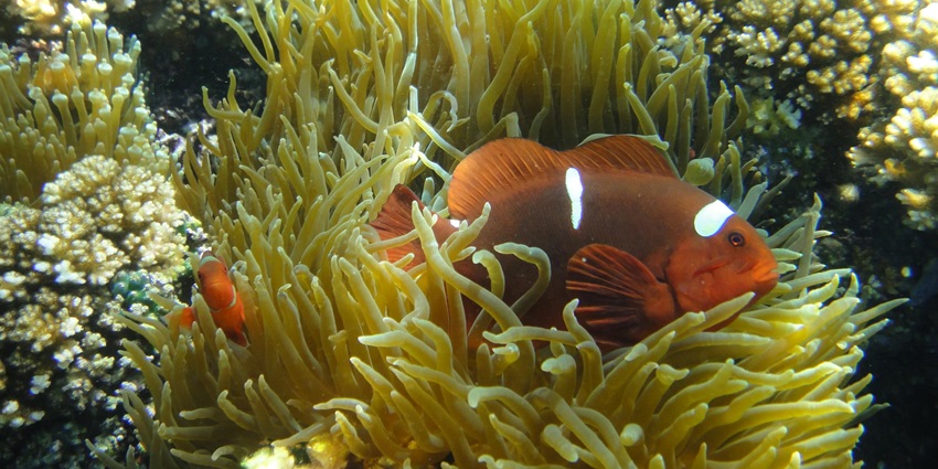 The Aquarium is one of the best sites for scuba diving in Neil Island for everyone.