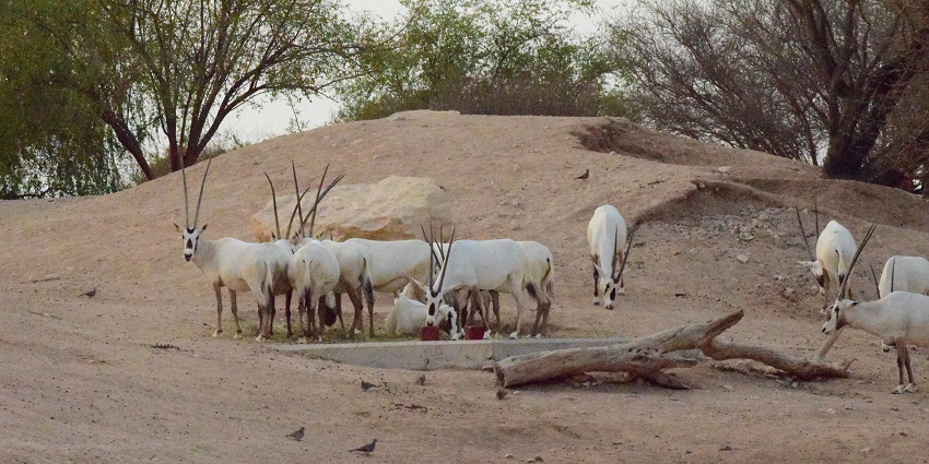 The Sanctuary shows the conservation efforts by the volunteers in sheltering the species.