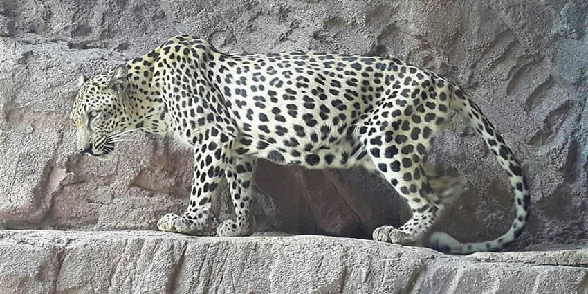 Leopard at Arabian Wildlife Center, one of the top places to visit in Sharjah in UAE.