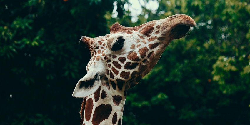 Al Ain Zoo has an Arabian Wildlife Park that shows animals in their natural habitat.
