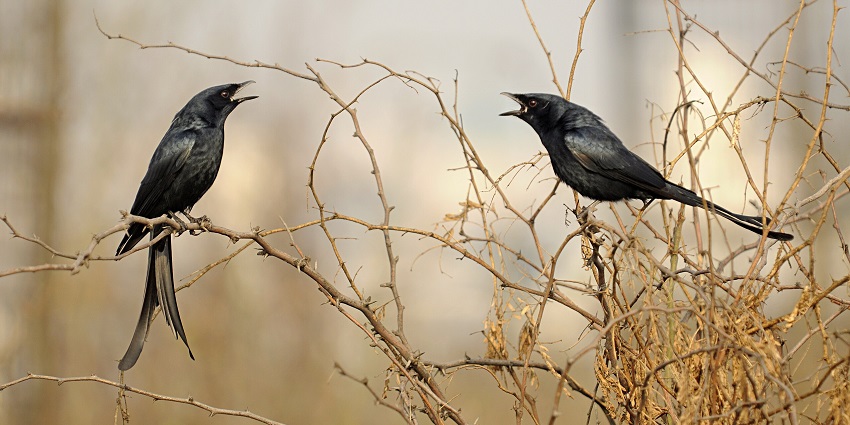 Image of a pair of Black Drongo in the Aravalli Biodiversity Park Gurgaon, Haryana, India