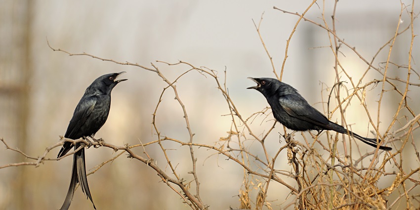 Explore the diverse flora and fauna of the famous Aravalli Biodiversity Park, Gurgaon.