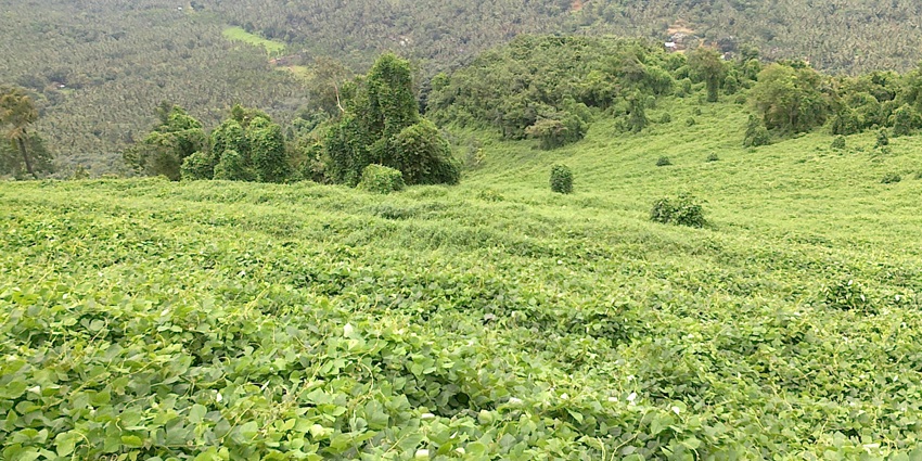 A breathtaking view of the picturesque Arimbra Hills featuring lush green vegetation.