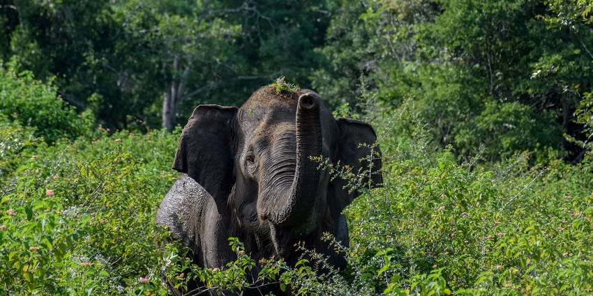 An Asian elephant stands majestically in Udawalawe National Park - Udawalawe National Park.