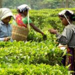 A view of female workers plucking leaves at lush green tea gardens of the region.