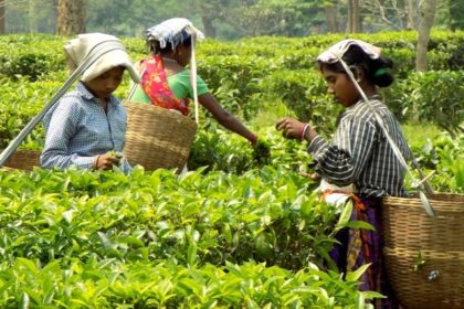 A view of female workers plucking leaves at lush green tea gardens of the region.