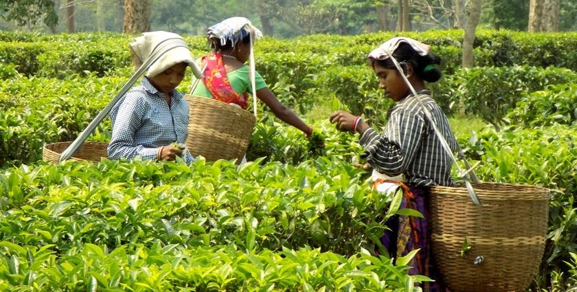 A view of female workers plucking leaves at lush green tea gardens of the region.