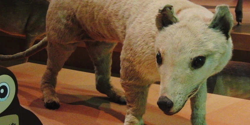 Assam Forest Guwahati Museum is in the heart of the Assam State Zoo and Botanical Garden.