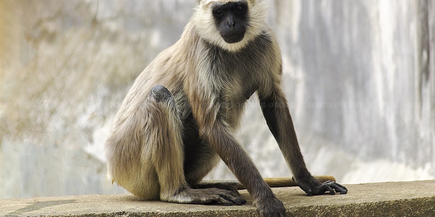 Assam State Zoo cum Botanical Garden is a must-visit zoo in Assam for wildlife lovers.