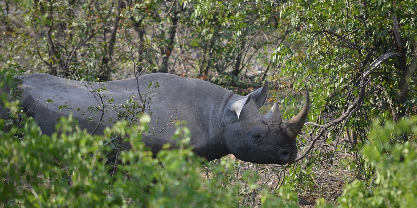 Assam State Zoo is one of the best places to visit near Guwahati within 100 kms.