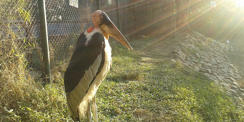 An idyllic snap of a rare bird spotted in the Assam State Zoo cum Botanical Garden