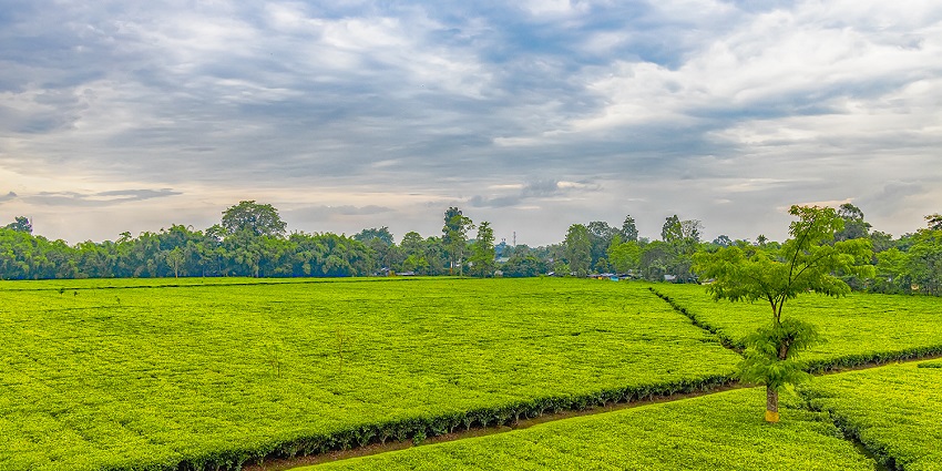 Tea gardens in Assam provide lush green landscapes , a perfect spot for relaxation.