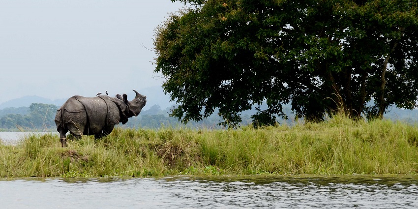 One horned rhino at Kaziranga National Park - one of the best things to do in Assam