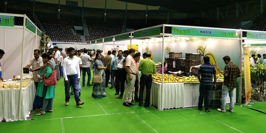 People exploring mangoes at a stall, which is one of the best things to do in Delhi in summer