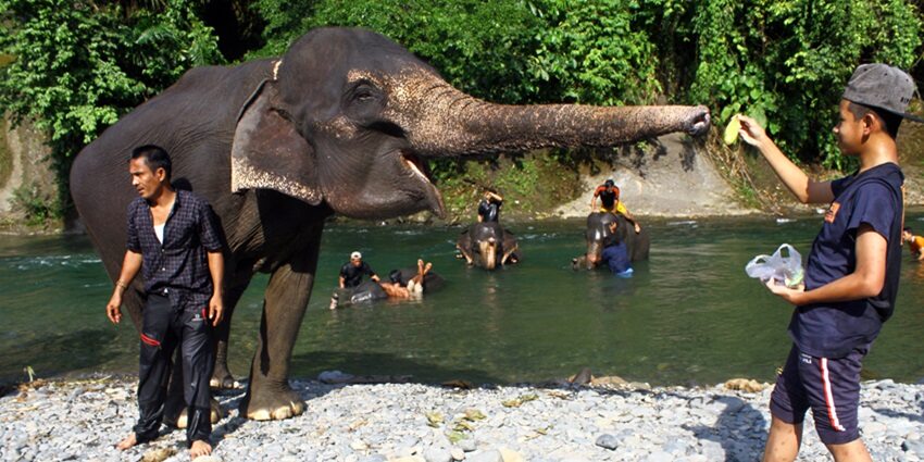 Enjoy elephant trekking Phuket in at a suitable charge and have a memorable experience.