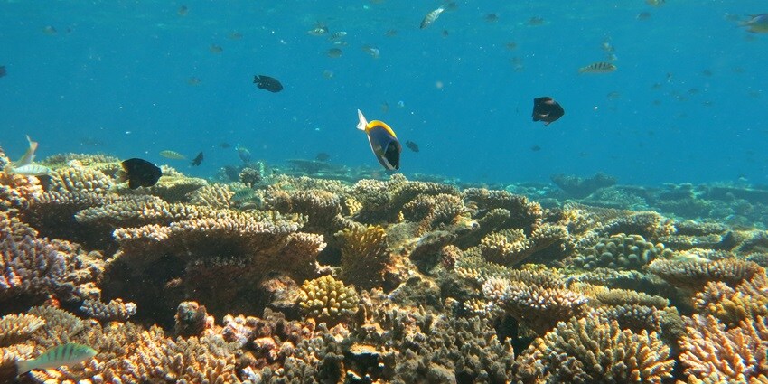 Manta Point in Baa Atoll is one of the best places to visit in Maldives for family.