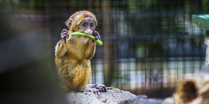 Explore Kufri zoo and sport wildlife animals like monkeys - best things to do in Kufri