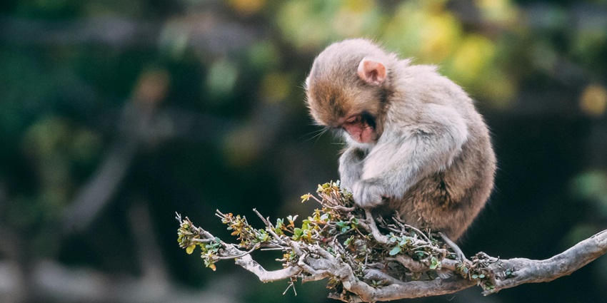 Close-up photo of a monkey perched on a tree branch, showcasing its expressive face.