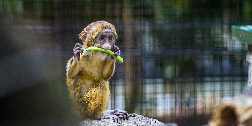 A lively monkey at a zoo, resting and watching the crowd with an inquisitive expression.