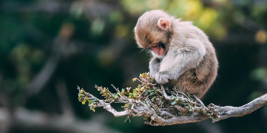 Baby monkey sitting on the branch of a tree, a spectacular sight for tourists.