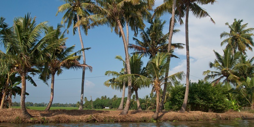 Scenic Image of the Kerala backwaters and the coconut lagoons in a fields