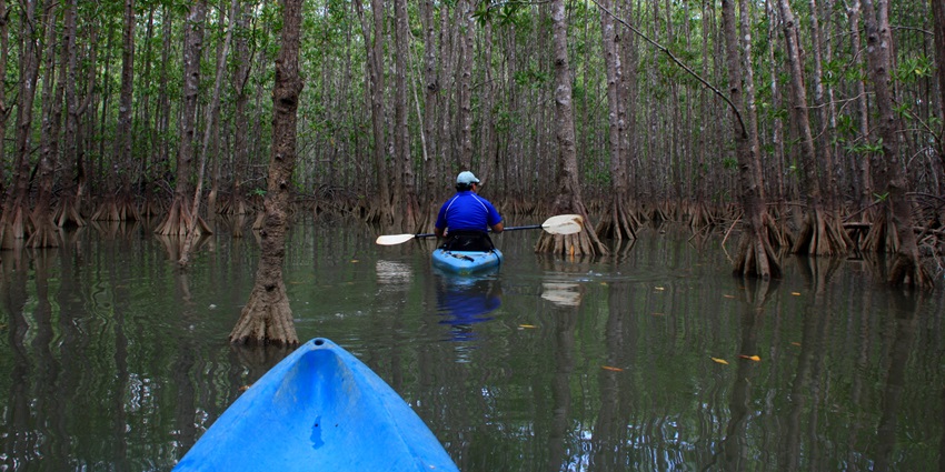 Kayaker paddling through dense mangrove forest with dangling roots overhead–jungle safari in bali