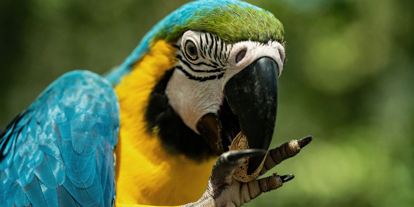 A mesmerising close-up view of a yellow and teal macaw in a forest during the day.