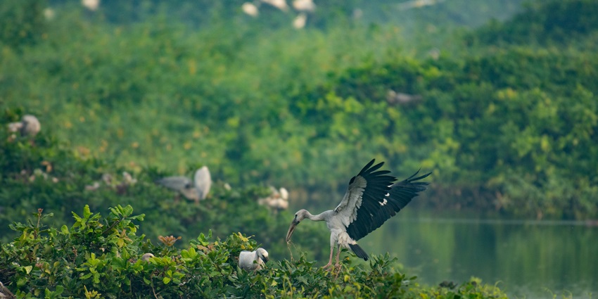 Bali Bird Walk in Ubud is one of the best wildlife sanctuaries in Bali for travellers.