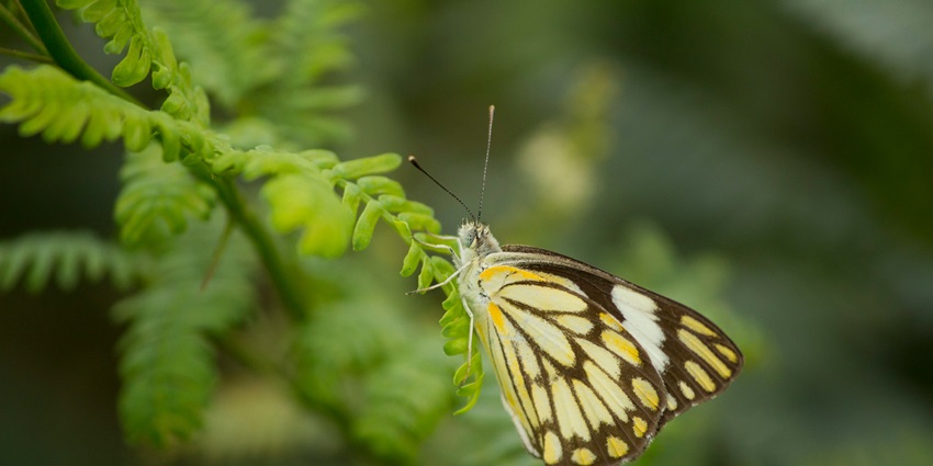 A breathtaking close-up view of a brown and white butterfly sitting on a green leaf.