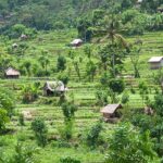 A picture of beautiful landscapes in Bali with green rice crops and huts