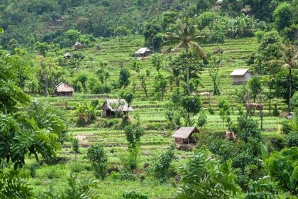 A picture of beautiful landscapes in Bali with green rice crops and huts