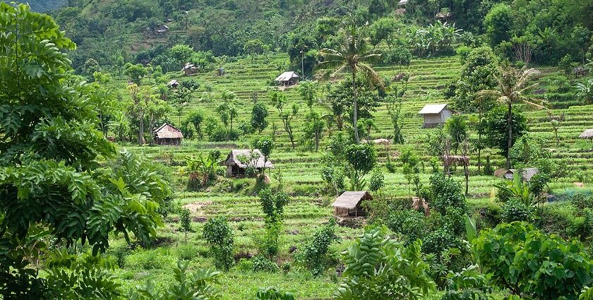 A picture of beautiful landscapes in Bali with green rice crops and huts