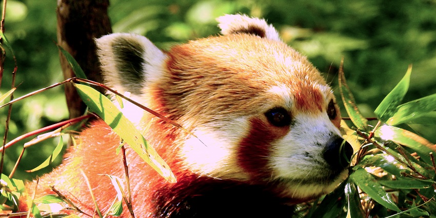 A picture of a wild animal roaming around a national park around the Siju Caves in Meghalaya