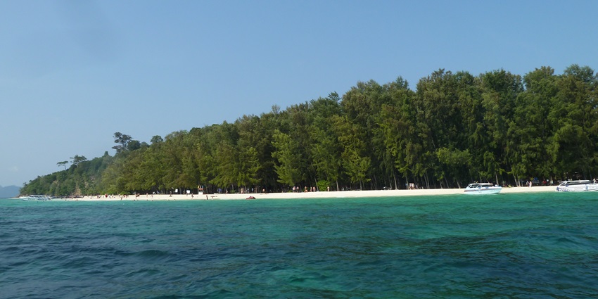 Bamboo island has special bamboo trees which are native to this region.