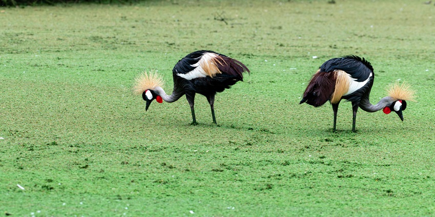 Two elegant grey-crowned cranes feeding in lush green grass in a natural setting