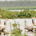 The rare bar-headed goose the gem of Bherjan Bokajan Padumoni Wildlife Sanctuary