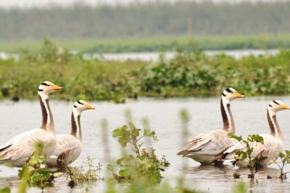 The rare bar-headed goose the gem of Bherjan Bokajan Padumoni Wildlife Sanctuary