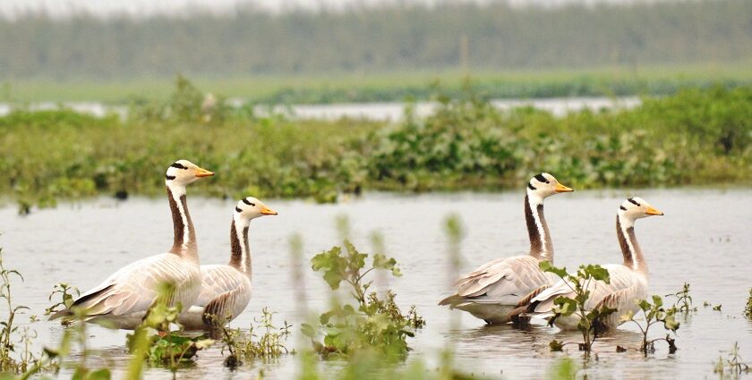 The rare bar-headed goose the gem of Bherjan Bokajan Padumoni Wildlife Sanctuary